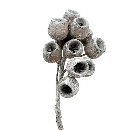 Floristik24 Branche de bellgum avec 5-7 fruits 3-4cm Blanchie 20 pcs