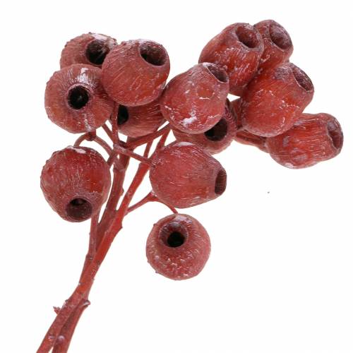 Floristik24 Branche Bellgum 5cm - 7cm Rouge givré 20pcs