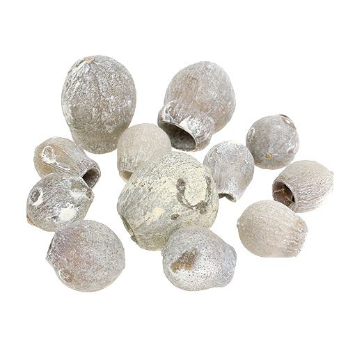 Article Bell gums blanchis Déco séchée exotique 2cm - 5cm 500g