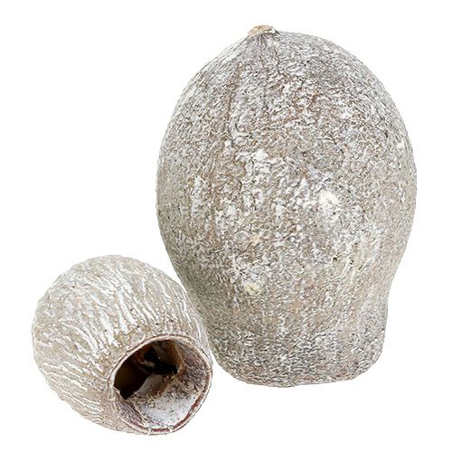 Article Bell gums blanchis Déco séchée exotique 2cm - 5cm 500g