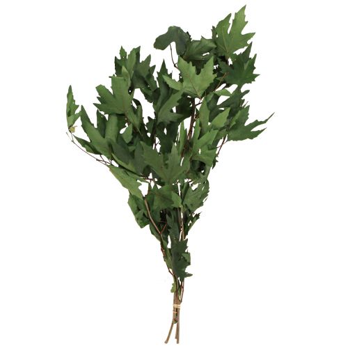 Article Branches de sycomore feuilles feuilles d&#39;érable décoratives vertes 50-60cm 100g