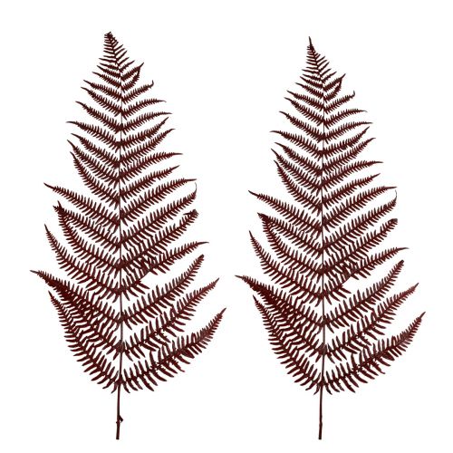 Floristik24 Fougère décorative fougère de montagne feuilles séchées rouge vin 50cm 20 pcs
