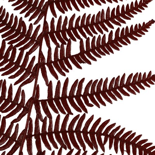 Article Fougère décorative fougère de montagne feuilles séchées rouge vin 50cm 20 pcs