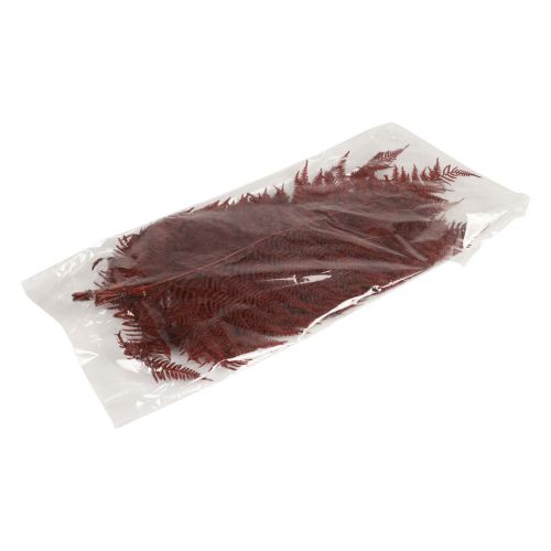 Article Fougère décorative fougère de montagne feuilles séchées rouge vin 50cm 20 pcs