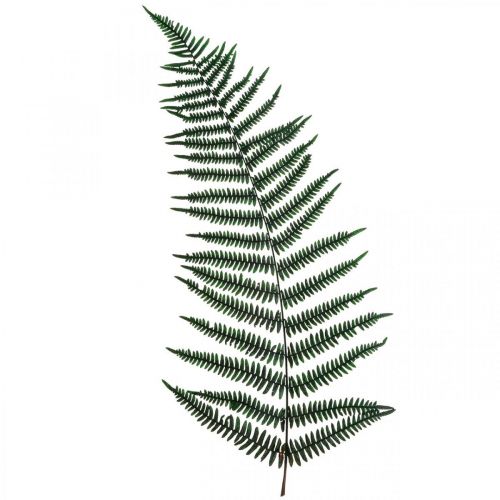 Floristik24 Fougère de montagne fougère décorative feuilles de fougère préservées vert 45cm 20pcs