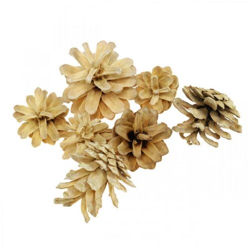 Floristik24 Pommes de pin des montagnes petites crème 1kg