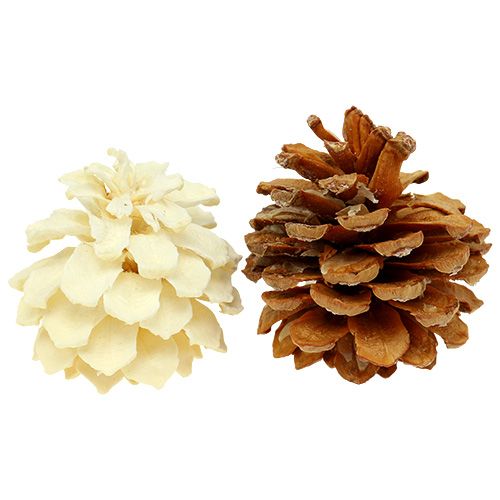 Floristik24 Pommes de pin de montagne petites blanchies 3,5-5cm 1kg