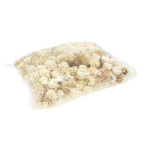 Floristik24 Pommes de pin de montagne petites blanchies 3,5-5cm 1kg