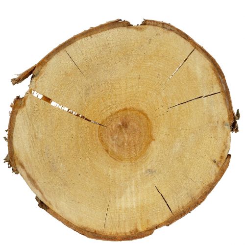 Floristik24 Tranche de bouleau naturel Ø30cm - 35cm