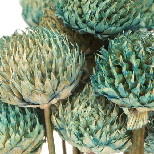 Article Fleurs Séchées Teintes Marguerite Noire Bleu H38-40cm 20 pcs