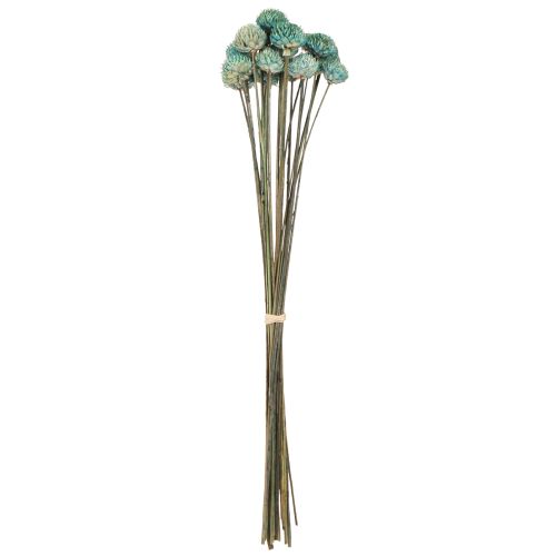 Article Fleurs Séchées Teintes Marguerite Noire Bleu H38-40cm 20 pcs