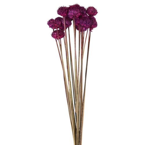 Floristik24 Décoration fleurs séchées Wild Daisy violette H36cm 20 pcs