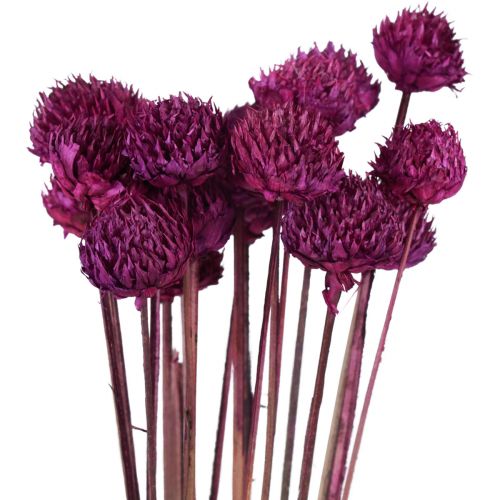 Floristik24 Décoration fleurs séchées Wild Daisy violette H36cm 20 pcs