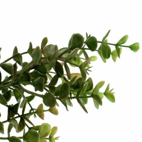 Floristik24 Branche décorative en buis vert 40cm
