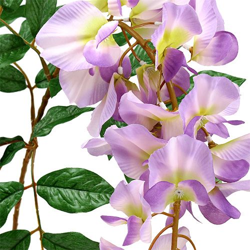 Floristik24 Glycine Wisteria L. 104 cm