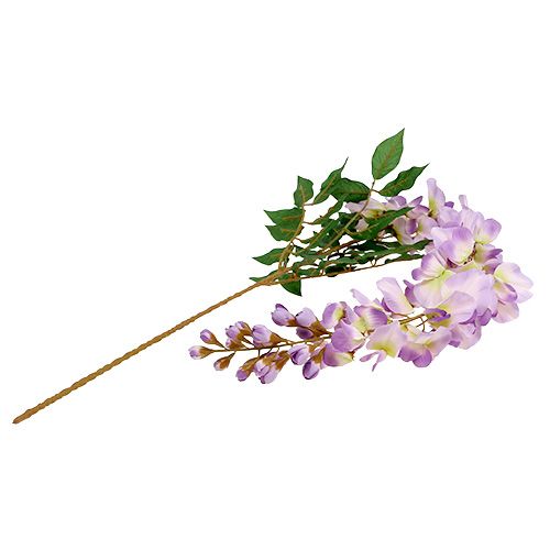 Floristik24 Glycine Wisteria L. 104 cm