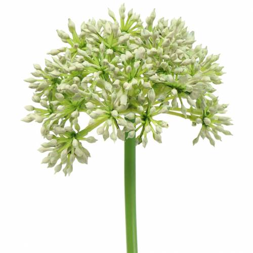 Floristik24 Allium artificiel blanc 55cm