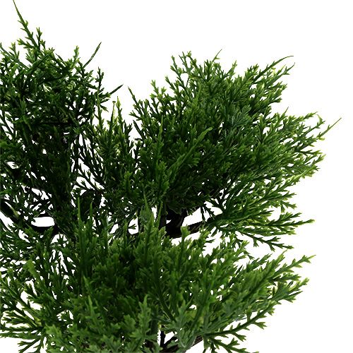 Floristik24 Bonsaï en pot H20cm