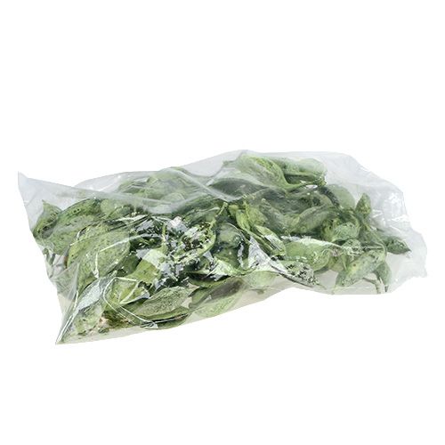 Article Brachyciton Vert givré 500g
