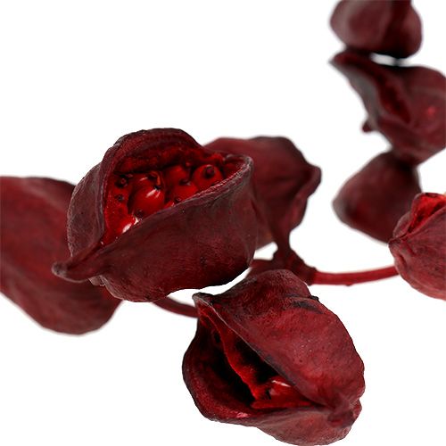 Article Brachyciton Rouge 500g