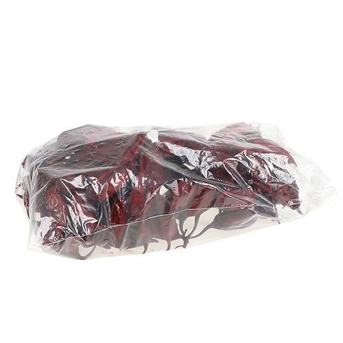 Floristik24 Brachyciton Rouge 500g