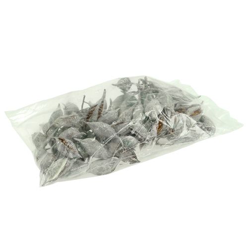 Article Brachyciton lavé blanc 500g