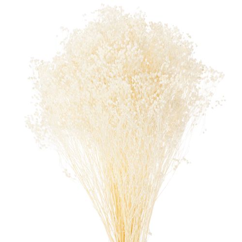 Floristik24 Fleurs séchées blanchies Broom Bloom, blanches, longue conservation, 100 g