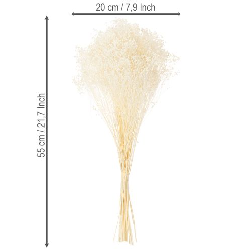 Article Fleurs séchées blanchies Broom Bloom, blanches, longue conservation, 100 g