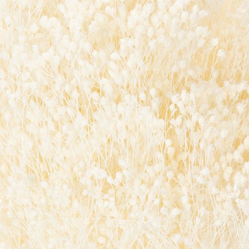 Article Fleurs séchées blanchies Broom Bloom, blanches, longue conservation, 100 g