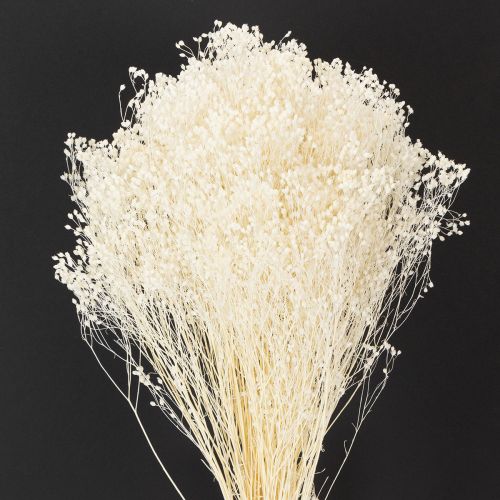 Article Fleurs séchées blanchies Broom Bloom, blanches, longue conservation, 100 g