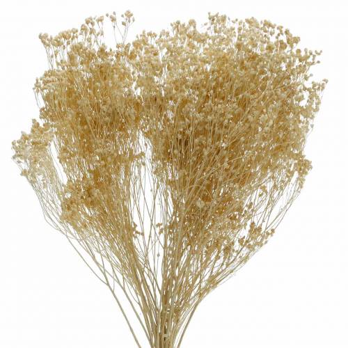 Article Fleurs Séchées Broom Bloom Blanchies 140g