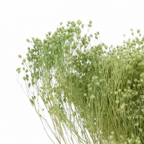 Floristik24 Fleurs Séchées Broom Bloom Vert Clair 150g