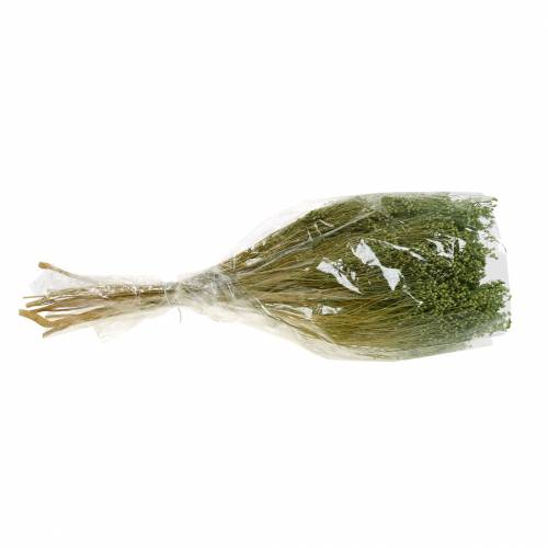 Floristik24 Fleurs Séchées Broom Bloom Vert Clair 150g