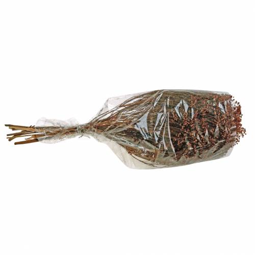 Floristik24 Fleurs Séchées Genêt Bloom Marron 170g