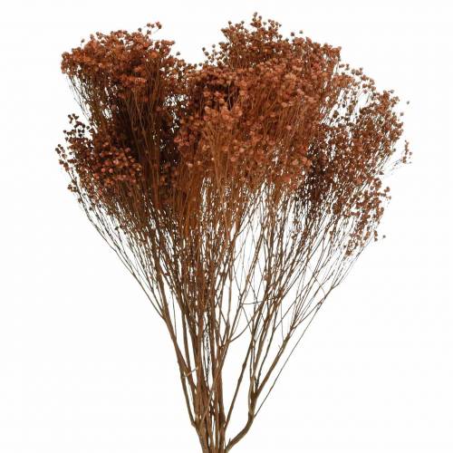 Article Fleurs Séchées Genêt Bloom Marron 170g