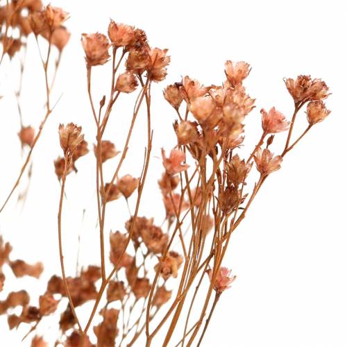 Floristik24 Fleurs Séchées Genêt Bloom Marron 170g