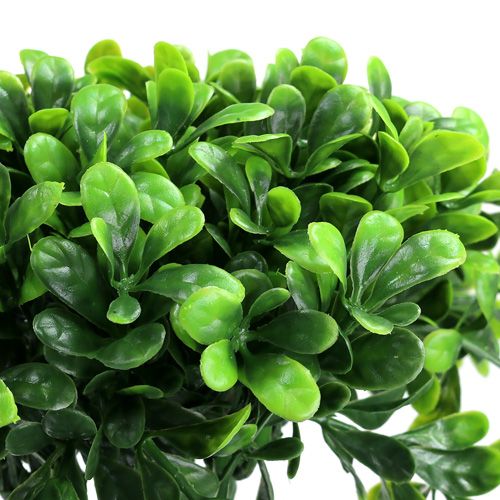 Floristik24 Branche de buis verte L. 20 cm 12 p.