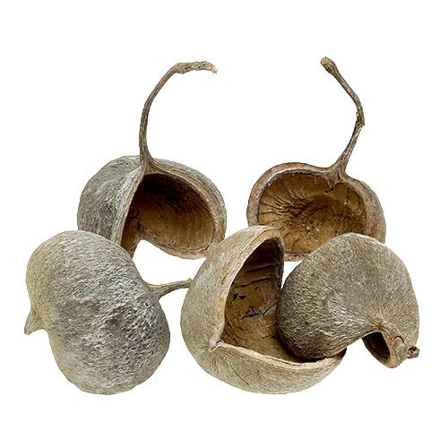 Floristik24 Noix de Bouddha séchées Buddha Nuts blanchies 8-10cm 10pcs