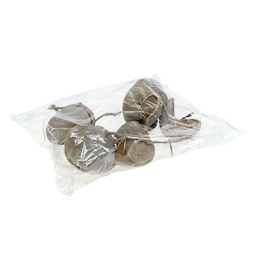 Article Noix de Bouddha séchées Buddha Nuts blanchies 8-10cm 10pcs