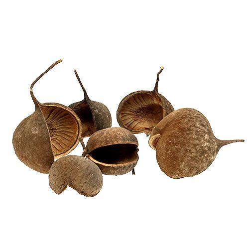 Floristik24 Noix de Bouddha Naturelle 15 pcs