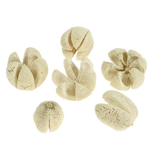 Floristik24 Fleur décorative blanchie 12 pcs