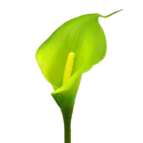 Floristik24 Calla vert artificiel 8cm L57cm 12pcs