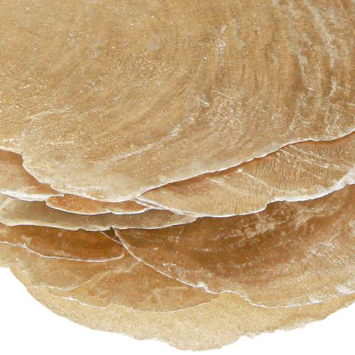 Article Capiz Déco coquillages Couleur or et naturel Assortis 60 pièces