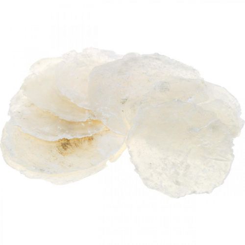 Floristik24 Coquillages maritimes, Capiz 5–10 cm, nacre, article naturel 1 kg