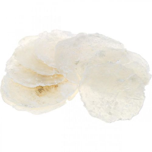 Floristik24 Maritime, coquillages Capiz 5–10cm, nacre, objets naturels 1kg