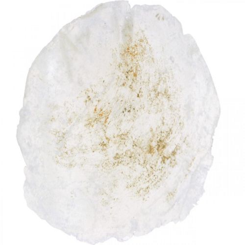 Article Coquillages maritimes, Capiz 5–10 cm, nacre, article naturel 1 kg