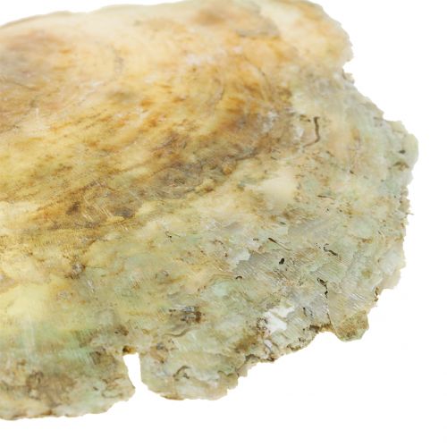 Floristik24 Coquillages Capiz naturel 10cm – 14cm 1kg