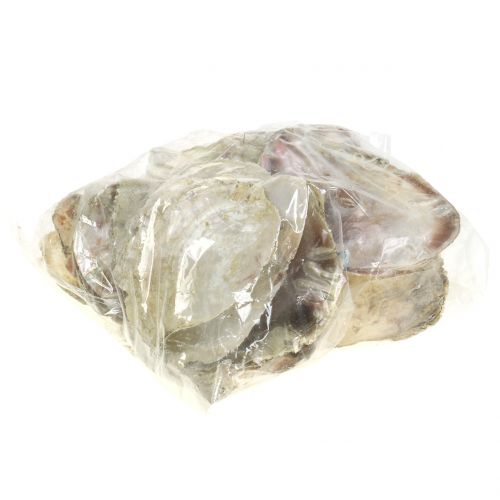 Floristik24 Coquillages Capiz naturel 10cm – 14cm 1kg