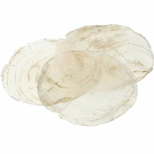 Floristik24 Moule Capiz 250g