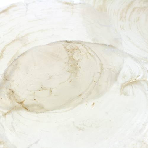 Floristik24 Moule Capiz 250g
